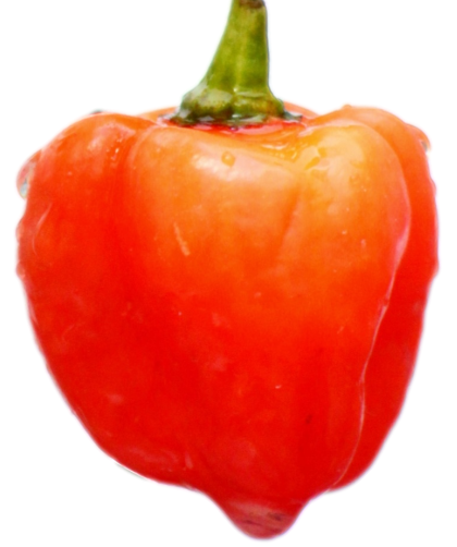 hot habanero